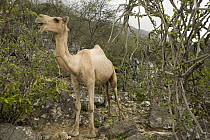 Dromedary (Camelus dromedarius) in cloud forest, their browsing reduces food for native herbivores, Hawf Protected Area, Yemen