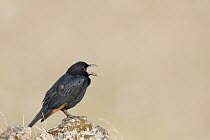 Tristram's Starling (Onychognathus tristramii) male calling, Hawf Protected Area, Yemen