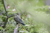 Shining Sunbird (Cinnyris habessinicus) female, Hawf Protected Area, Yemen