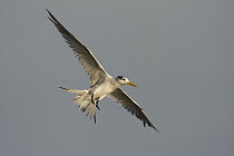 Great Crested-Tern (Sterna bergii) flying, Hawf Protected Area, Yemen