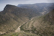 Road and livestock trails dissecting cloud forest, Hawf Protected Area, Yemen