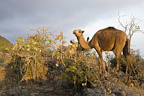 Dromedary (Camelus dromedarius) sub-adult browsing in cloud forest which reduces food for native herbivores, Hawf Protected Area, Yemen