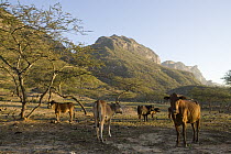 Domestic Cattle (Bos taurus) herd in overgrazed area of cloud forest with Bedouin camp in the background, Hawf Protected Area, Yemen