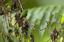 Booted Racket-tail (Ocreatus underwoodii) hummingbird male, Andes, Ecuador