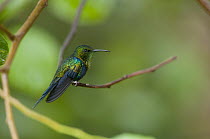 Fork-tailed Woodnymph (Thalurania furcata) hummingbird, Amazon, Ecuador