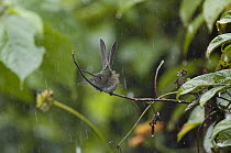 Many-spotted Hummingbird (Taphrospilus hypostictus) bathing in rain, eastern Andes, Ecuador
