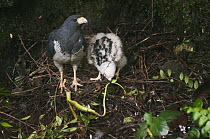 Barred Hawk (Leucopternis princeps) with chick and snake prey in nest, Andes, Ecuador