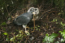 Barred Hawk (Leucopternis princeps) with chick and snake prey at nest, Andes, Ecuador