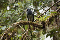 Barred Hawk (Leucopternis princeps) with snake prey, Andes, Ecuador