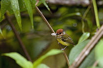 Rufous-crowned Tody-Tyrant (Poecilotriccus ruficeps) with insect prey, Andes, Ecuador