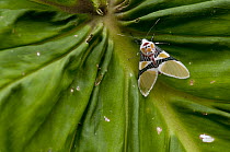 Tiger Moth (Arctiidae), western Andes, Ecuador