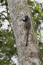 Rio Napo Tamarin (Saguinus graellsi) climbing tree, Amazon, Ecuador