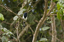 Magpie Tanager (Cissopis leverianus), Amazon, Ecuador