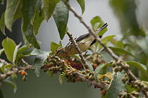 Blackburnian Warbler (Setophaga fusca), Ecuador