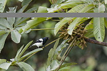 Magpie Tanager (Cissopis leverianus), Amazon, Ecuador
