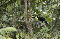 Black-mandibled Toucan (Ramphastos ambiguus), eastern Andes, Ecuador
