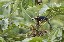 Chestnut-eared Aracari (Pteroglossus castanotis), Amazon, Ecuador