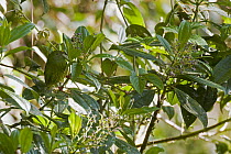 Green-and-black Fruiteater (Pipreola riefferii) female, Andes, Ecuador