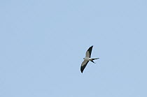 Swallow-tailed Kite (Elanoides forficatus) flying, Ecuador
