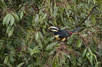 Collared Aracari (Pteroglossus torquatus) eating fruit Ecuador