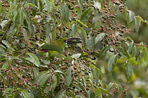 Crimson-rumped Toucanet (Aulacorhynchus haematopygus) feeding on fruit, Ecuador