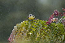 Tropical Kingbird (Tyrannus melancholicus) bathing in rain, Ecuador