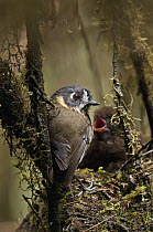 Crescent-faced Antpitta (Grallaricula lineifrons) parent with chick at nest, Andes, Ecuador