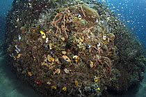 Tunicates, sponges, and small fish in coral reef, Ambon, Indonesia