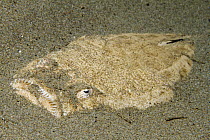 Stargazer (Uranoscopus sp) buried in sand, Ambon, Indonesia