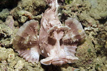 Eschmeyers Scorpionfish (Rhinopias eschmeyeri), Ambon, Indonesia