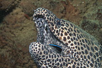 Honeycomb Moray Eel (Gymnothorax favagineus) being cleaned by Blue-streaked Cleaner Wrasse (Labroides dimidiatus), Ambon, Indonesia