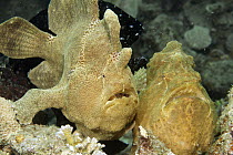 Commerson's Frogfish (Antennarius commersonii) pair, Ambon, Indonesia