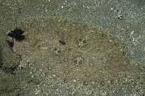 Ocellated Flounder (Pseudorhombus dupliciocellatus) camouflaged on ocean floor, Ambon, Indonesia