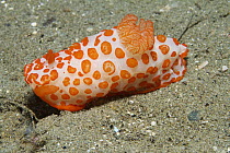Nudibranch (Dorididae), Ambon, Indonesia