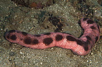 Sea Cucumber (Holothuria fuscogilva), Ambon, Indonesia