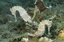 Thorny Seahorse (Hippocampus histrix) pair, Ambon, Indonesia
