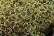 Euphyllia Coral (Euphyllia ancora) with polyps extended, Ambon, Indonesia