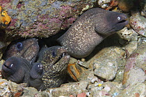 White-eyed Moray (Siderea thyrsoidea) trio and another moray species sharing hole, Ambon, Indonesia