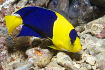Blue And Gold Angelfish (Centropyge bicolor), Ambon, Indonesia