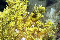 Popeyed Scorpionfish (Rhinopias frondosa), Ambon, Indonesia