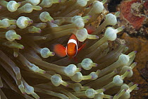 Spine-cheek Anemonefish (Premnas biaculeatus) in sea anemone tentacles, Ambon, Indonesia