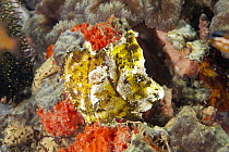 Asian Leaffish (Nandidae) camouflaged in reef, Ambon, Indonesia