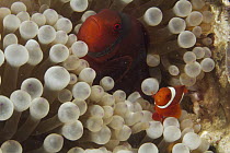 Spine-cheek Anemonefish (Premnas biaculeatus) pair in sea anemone tentacles, Ambon, Indonesia