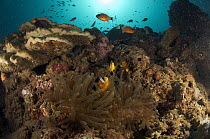 Orange-fin Anemonefish (Amphiprion chrysopterus) pair in sea anemone tentacles in coral reef, Ambon, Indonesia