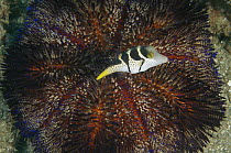 Black Saddled Toby (Canthigaster valentini) above Fire Urchin (Asthenosoma varium), Ambon, Indonesia