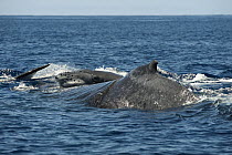 Humpback Whale (Megaptera novaeangliae) mother and calf at the ocean surface, Maui, Hawaii - notice must accompany publication; photo obtained under NMFS permit 13846