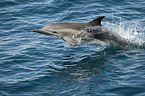 Long-beaked Common Dolphin (Delphinus capensis) jumping, Baja California, Mexico