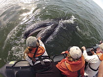 Gray Whale (Eschrichtius robustus) calf being touched by tourist, Baja California, Mexico