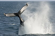 Humpback Whale (Megaptera novaeangliae) tail slap, Baja California, Mexico