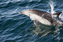 Long-beaked Common Dolphin (Delphinus capensis) porpoising, Baja California, Mexico